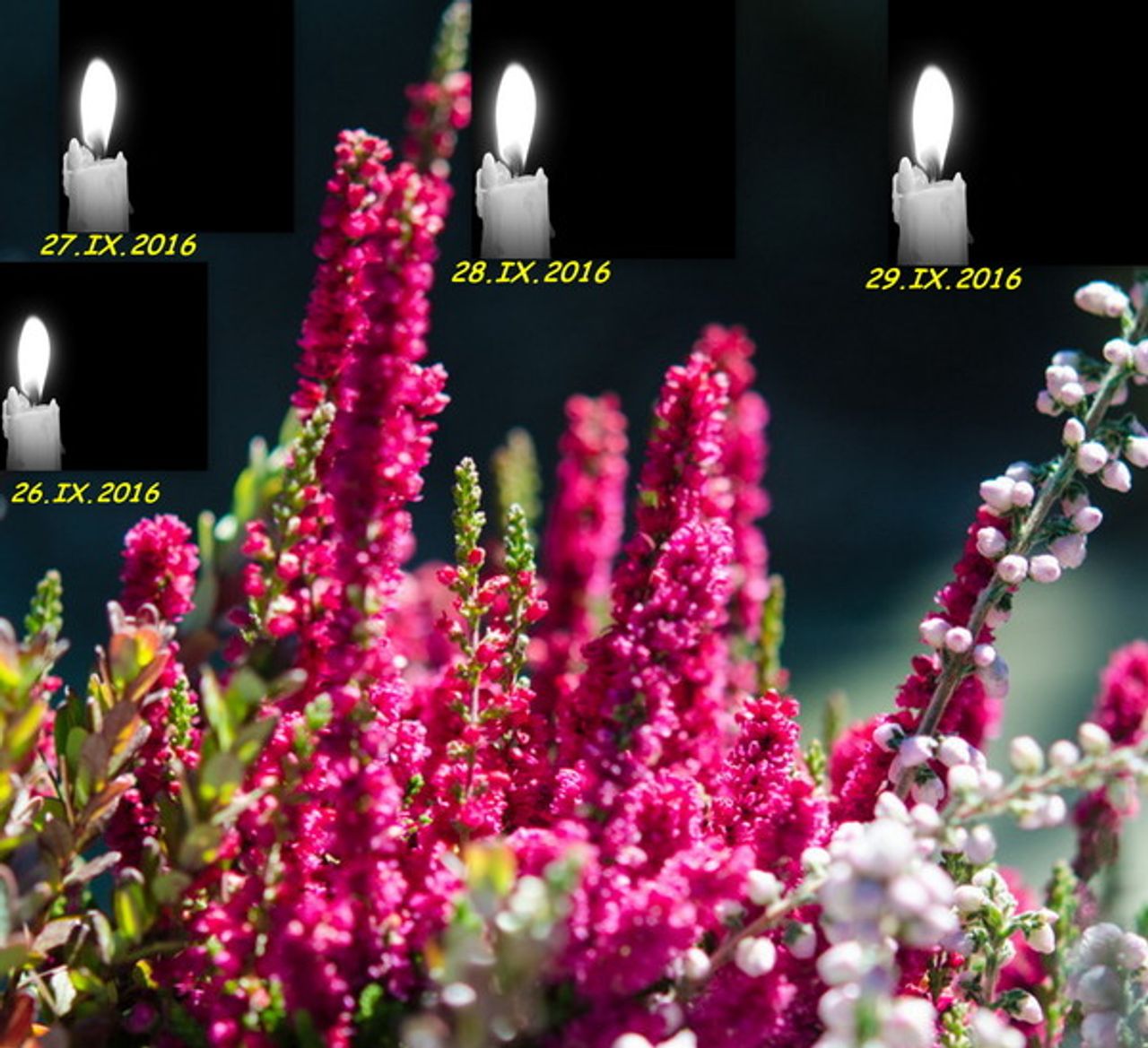 <p>Z głębokim żalem zawiadamiamy, że 20 września 2016r.<br />odeszła Ukochana Żona i Mama</p><p>śp.<br />Maria Sieklucka</p><p>Ceremonia pogrzebowa rozpocznie się mszą św. żałobną z wystawieniem urny<br />odprawioną w piątek, 23 września 2016r. o godz. 13:00<br />w kościele pw. św. Józefa (przy Katedrze) w Koszalinie.<br />Po mszy kondukt żałobny uda się na cmentarz w Koszalinie pod wejście główne.</p><p>Rodzina</p><p>Szczegóły uroczystości i kondolencje na WROTNIEWSCY.PL</p>