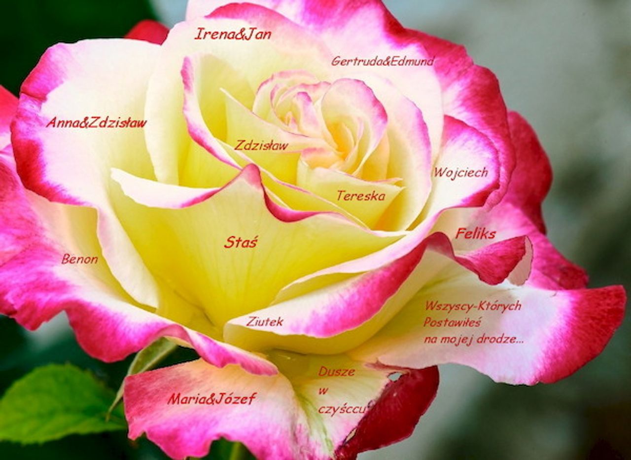 <p><em>„Szanuj życie należycie, bo jak umrzesz stracisz życie,</em><br /><em>a jak umrzesz raz, to na wieczny czas”</em></p>
<p>W chwilach przytomności tymi słowami pożegnał nas, namaszczony olejami św.<br />w dniu 3 kwietnia 2010 r., po długiej i bardzo ciężkiej chorobie odszedł do Boga</p>
<h4>ś + p<br />Benon Pflaum<br />żył lat 80</h4>
<p>Kochany Mąż, wspaniały Tatuś i Teść,<br />nigdy niezapomniany Dziadziuś, Brat, Szwagier i Wujek.<br />Msza św. pogrzebowa zostanie odprawiona 9 kwietnia 2010 r. o godzinie 12.30<br />w kościele św. Jana Jerozolimskiego przy ul. Świętojańskiej 1.<br />Pogrzeb tego samego dnia o godzinie 14.15 na cmentarzu Miłostowo<br />od ulicy Warszawskiej.</p>
<p>W smutku pogrążone<br />strapiona Żona oraz Córki z rodzinami</p>