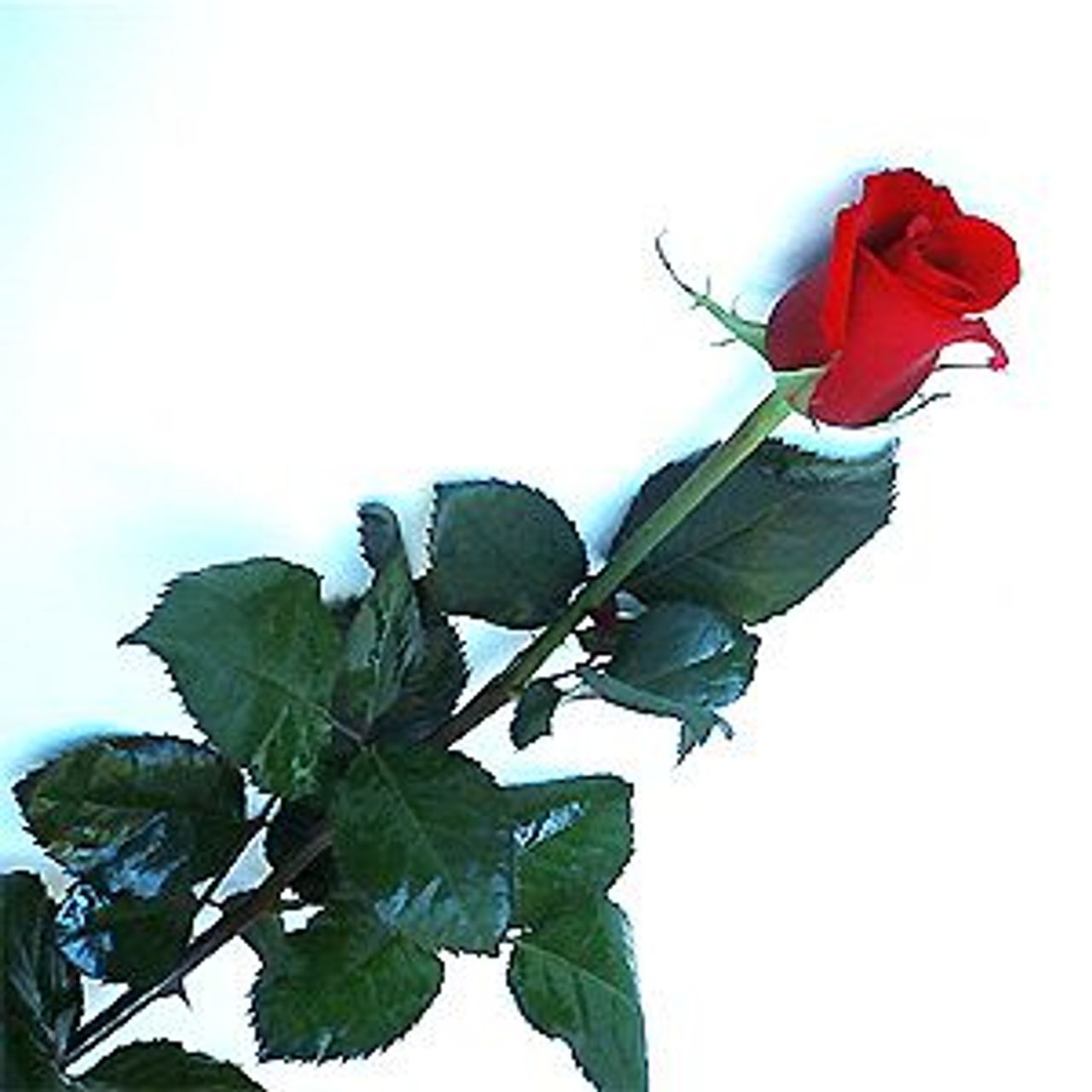 <p>Z głębokim żalem zawiadamiamy, że w dniu 27 grudnia 2010 zmarła w Nowym Yorku Halina Maria Sznabel Ceremonia pogrzebowa odbędzie się we środę 2-go lutego 2011 roku o godz.14.00 w Kościele PW. ŚW. Barbary na Cmentarzu w Strzelcach Opolskich. Pogrążeni w smutku siostra Zofia z mężem i dziećmi.</p>