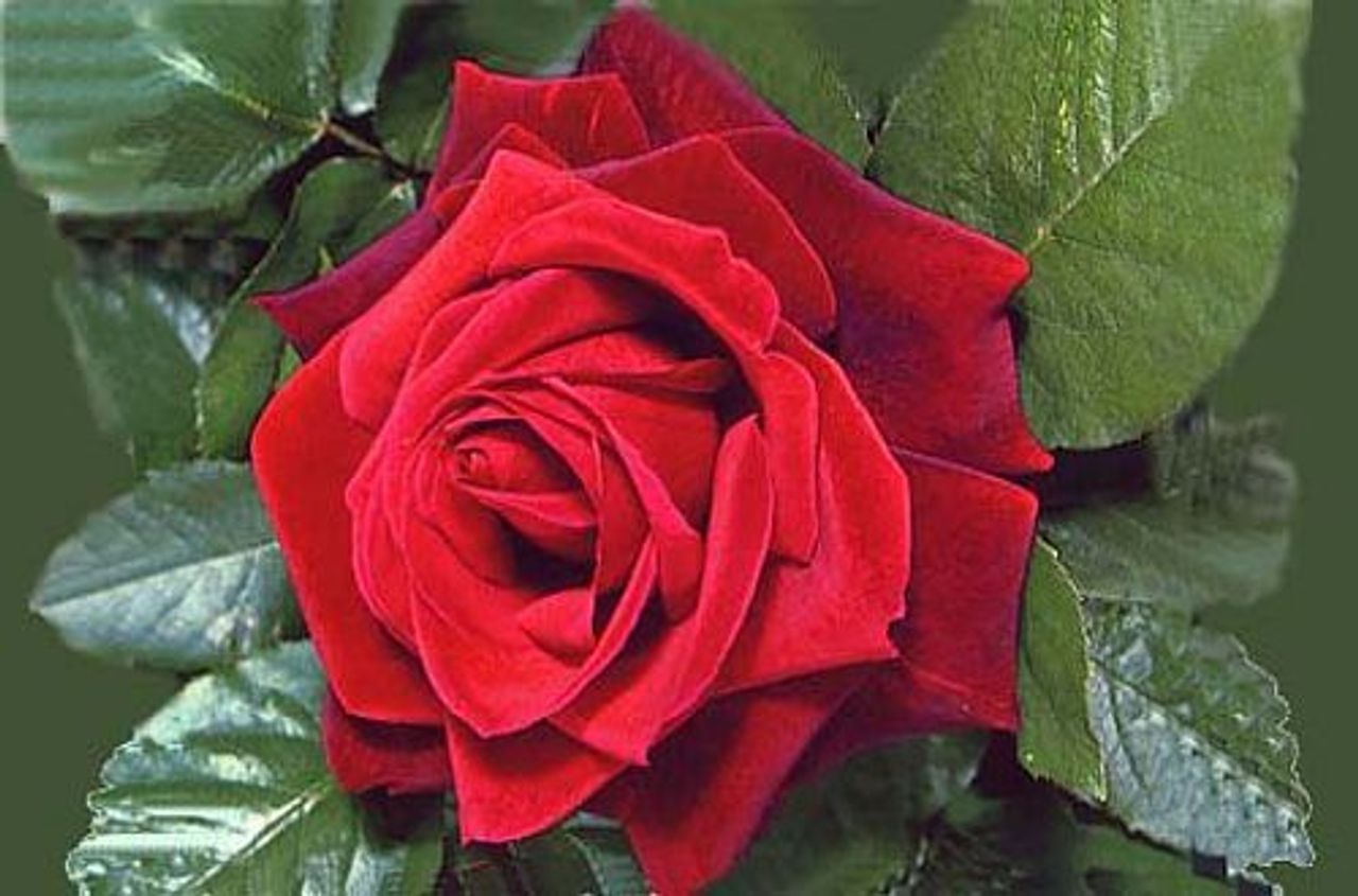 <p><em>„Ciągle jesteś, bo żyjesz w naszych sercach”</em></p>
<p>Z wielkim bólem zawiadamiamy, że dnia 13 lipca 2010 r. zmarł mój najukochańszy, niezapomniany Mąż, nasz najlepszy i najtroskliwszy Tatuś, kochany Dziadek i Pradziadek</p>
<h4>ś + p Adam Budzianowski<br />lat 96</h4>
<p>Msza św. pogrzebowa zostanie odprawiona w piątek, 16 lipca br. o godzinie 12.30 w kościele pw. Ścięcia św. Jana Chrzciciela w Morasku.<br />Pogrzeb odbędzie się po mszy na cmentarzu w Morasku.</p>
<p>W smutku pogrążona<br />Rodzina</p>