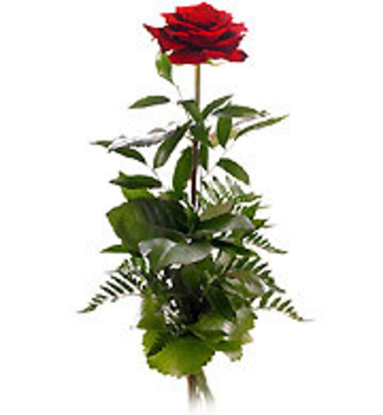 <p>Z głębokim żalem zawiadamiamy, że w dniu 07.10.2012 r., odszedł na zawsze</p>
<h4>śp. ŁUKASZ STOSIO lat 27</h4>
<p>Msza św. odprawiona zostanie dniu 11 października o godz. 9:00 w Kościele p.w. Św. Jana Kantego w Słupsku na ul. Leśnej. Ceremonia pogrzebowa rozpocznie się o godz. 13:30 w kaplicy na Nowym Cmentarzu w Słupsku.</p>
<p>Pogrążeni w smutku Rodzice</p>