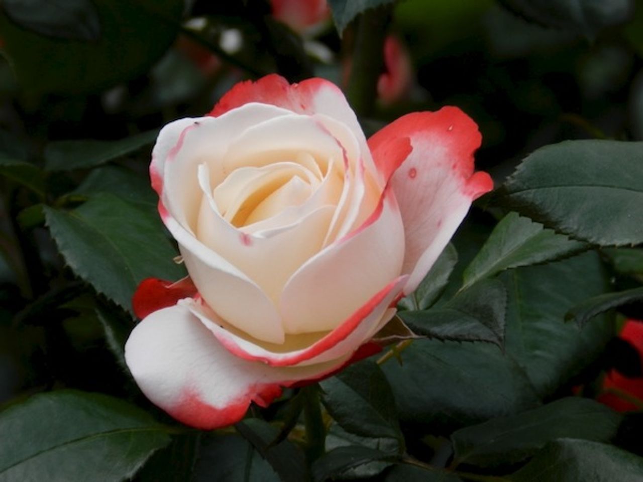 <p>Z głębokim żalem zawiadamiamy, że dnia 24 października 2013 roku<br />odeszła nasza Kochana Mama</p>
<h4>śp.<br />Jolanta Baran<br />z d. Fusiara</h4>
<p>Msza św. żałobna z wystawieniem urny w kościele pw.<br />Najświętszego Serca Pana Jezusa w Sopocie przy ul. Malczewskiego<br />odprawiona zostanie dnia 29 października 2013 roku o godz. 12.00.</p>
<p>Pogrzeb odbędzie się bezpośrednio po mszy św. na cmentarzu Katolickim w Sopocie.</p>
<p>Pogrążeni w smutku<br />Monika i Krzysztof</p>
<p>Prosimy o nieskładanie kondolencji.</p>