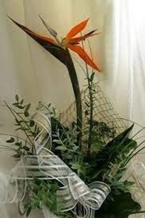 Image chosen by user