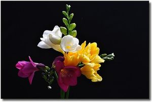Image chosen by user