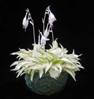Image chosen by user