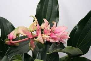 Image chosen by user