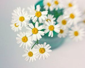 Image chosen by user