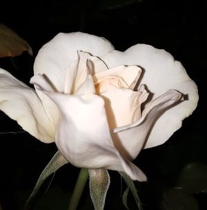 Image chosen by user