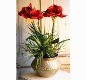 Image chosen by user