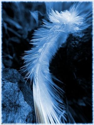 Image chosen by user