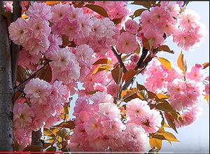 Image chosen by user