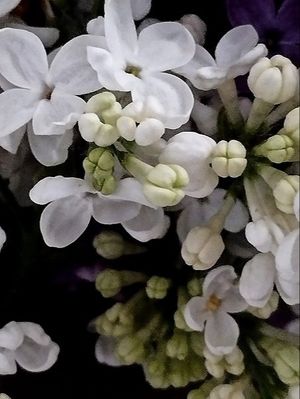 Image chosen by user