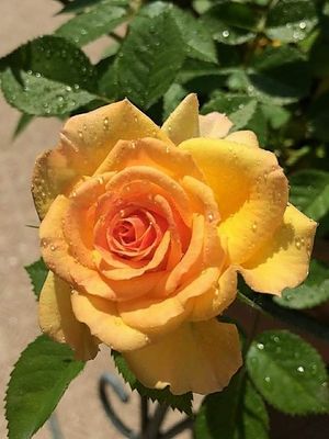 Image chosen by user