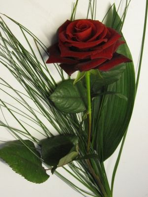 Image chosen by user