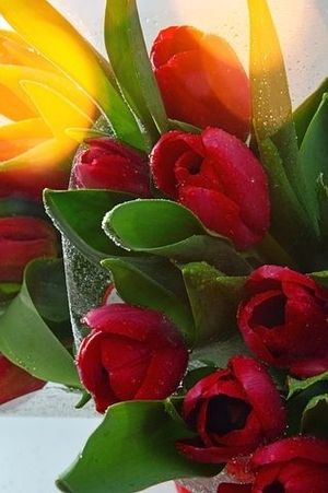 Image chosen by user