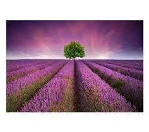 Image chosen by user