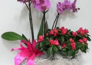 Image chosen by user
