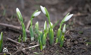 Obrazek wybrany przez użytkownika