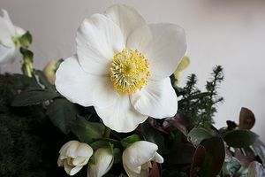Image chosen by user