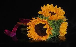 Image chosen by user