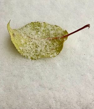 Image chosen by user