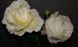 Image chosen by user