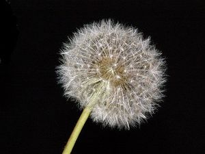 Image chosen by user