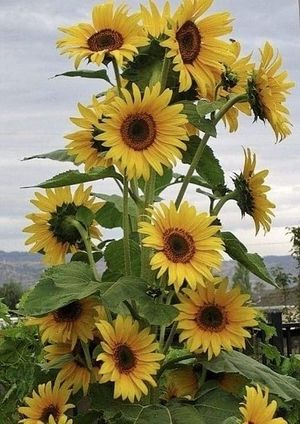 Image chosen by user