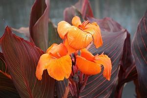 Image chosen by user