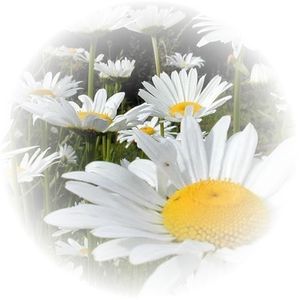 Image chosen by user