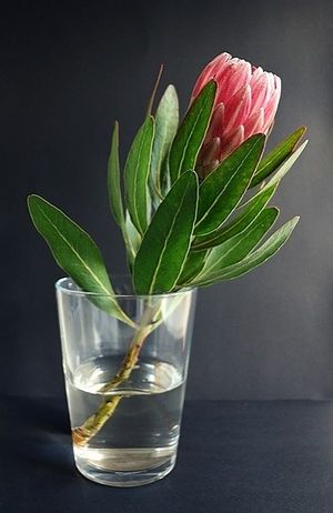 Image chosen by user