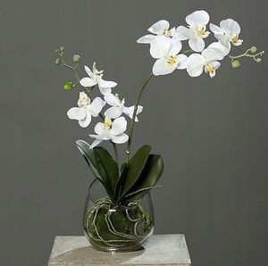 Image chosen by user
