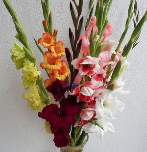 Image chosen by user