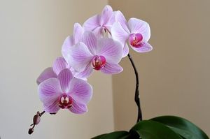 Image chosen by user