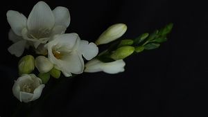 Image chosen by user