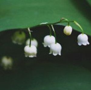 Image chosen by user
