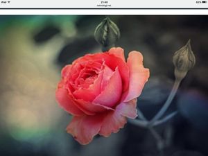 Image chosen by user