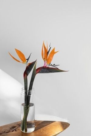 Image chosen by user