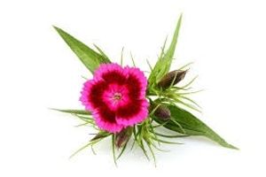 Image chosen by user