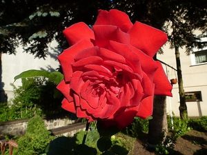 Obrazek wybrany przez użytkownika