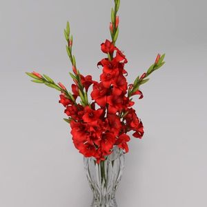 Image chosen by user