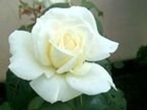 Image chosen by user