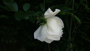Image chosen by user