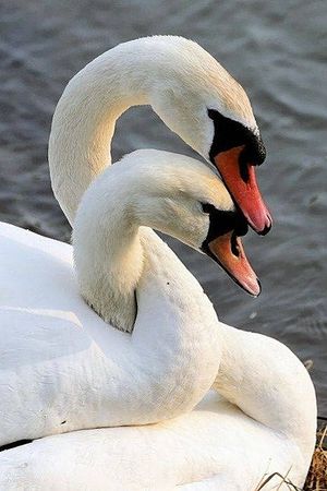 Image chosen by user