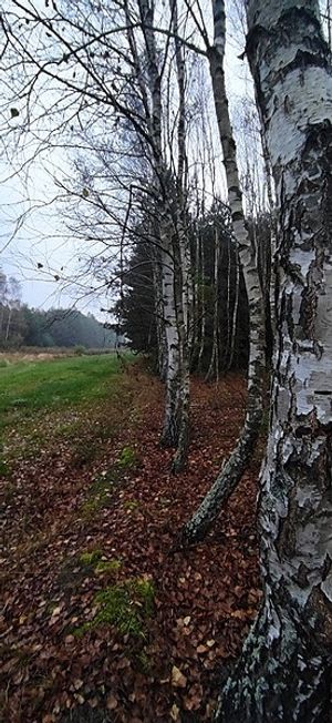 Image chosen by user