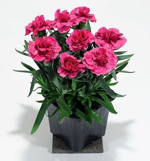 Image chosen by user