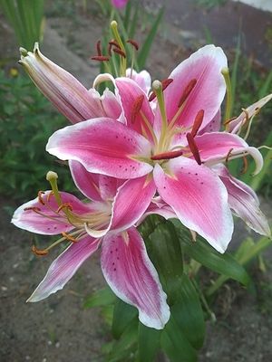 Image chosen by user