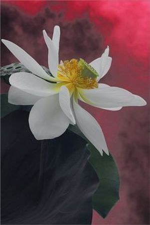 Image chosen by user
