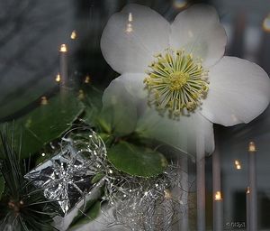 Image chosen by user