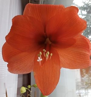 Image chosen by user
